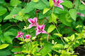 Re: Perennial/Flowering Shrub Gardening