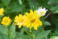 Re: Perennial/Flowering Shrub Gardening