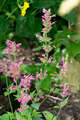 Re: Perennial/Flowering Shrub Gardening