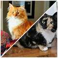 LOST cats on Church St