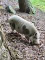 Found! Pot bellied pig