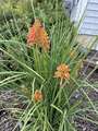 Re: Perennial/Flowering Shrub Gardening