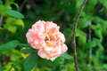 Re: Perennial/Flowering Shrub Gardening