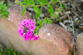 Re: Perennial/Flowering Shrub Gardening