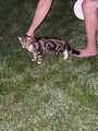 Cat Spotted in Backyard