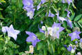 Re: Perennial/Flowering Shrub Gardening