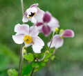 Re: Perennial/Flowering Shrub Gardening