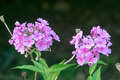 Re: Perennial/Flowering Shrub Gardening