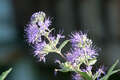 Re: Perennial/Flowering Shrub Gardening