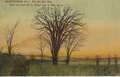 "The Old Elm Tree"