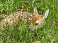 Re: Fawn