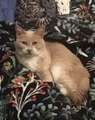 Re: Lost cat  (FOUND)
